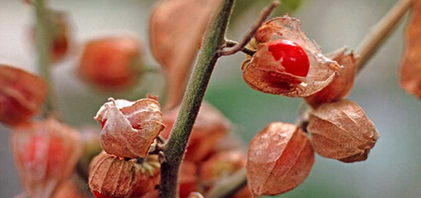 health benefits of ashwagandha