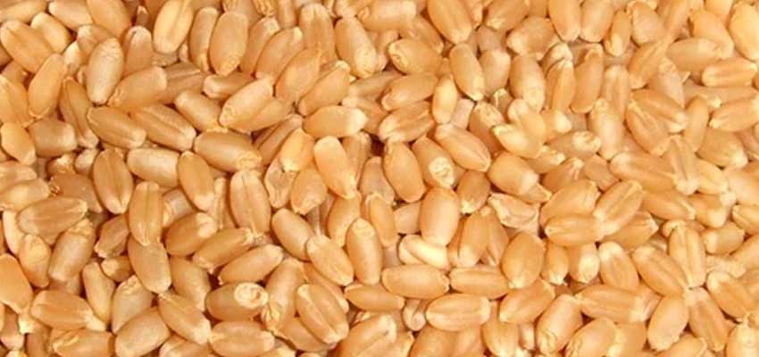 durum wheat