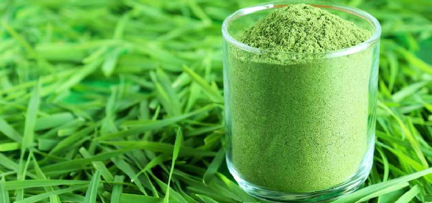 wheatgrass powder benefits