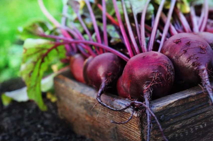 चुकंदर-(Beetroot)-मेमोरी-पॉवर-बढ़ाता-है।