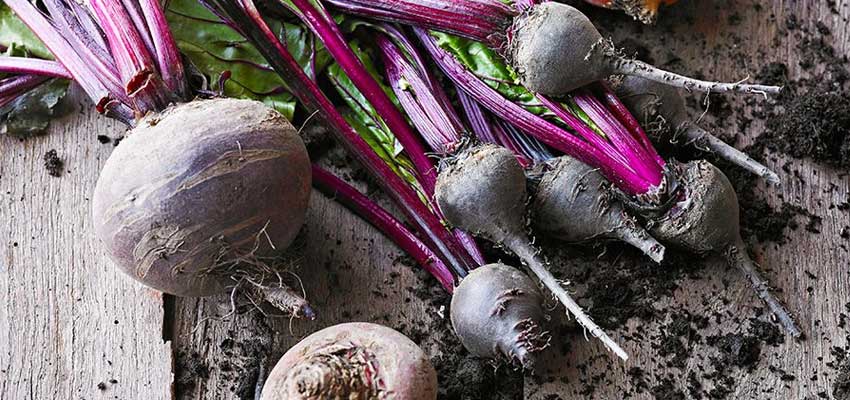 beetroot (चुकंदर in हिंदी)