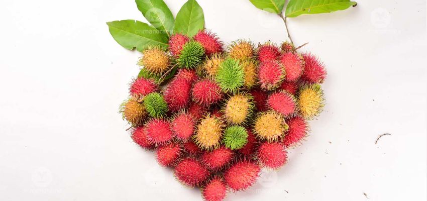 rambutan health benefits