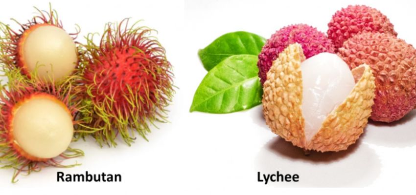 rambutan vs lychee