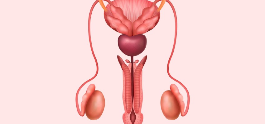 Human Testis Industry in India