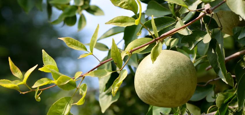 Understanding Bael Fruit
