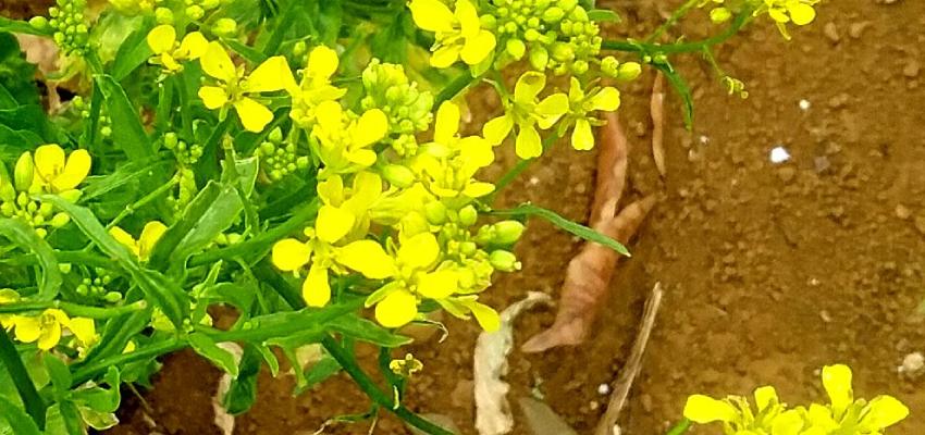 An Intro on the Brassica Campestris Genus
