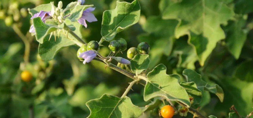 An Overview of the Solanum Indicum Plant