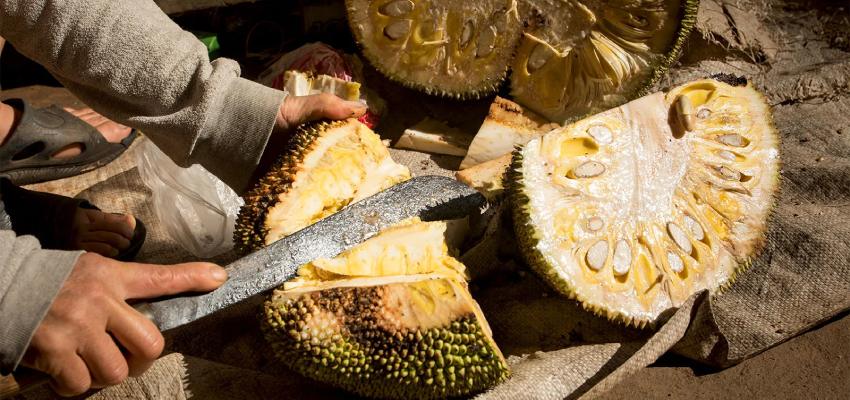 Jackfruit ka upyog kaun kaun se hai