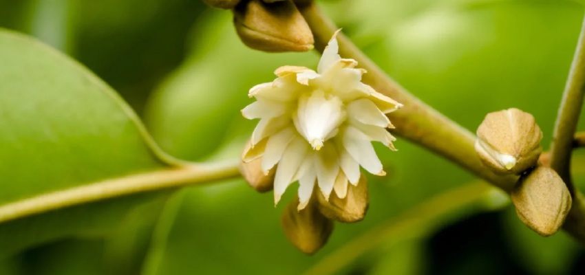 The Mesmerizing Bakula Flower