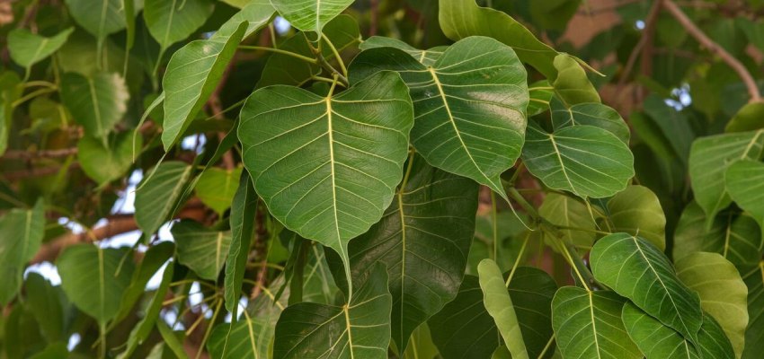 Peepal Leaf (Ficus religiosa)