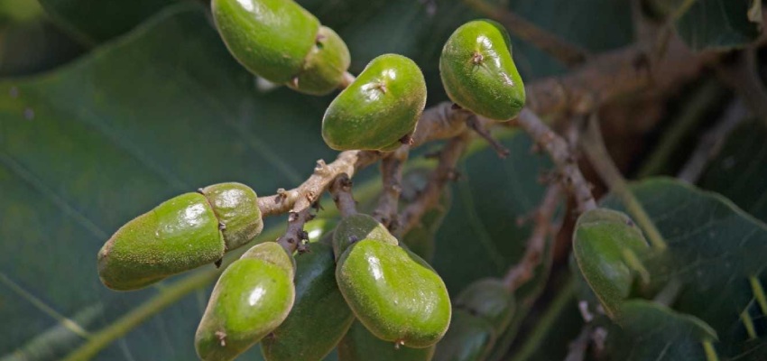 Bhilawa-Natural-Product-Advantages