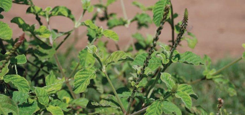 Dosage-of-apamarga-plant