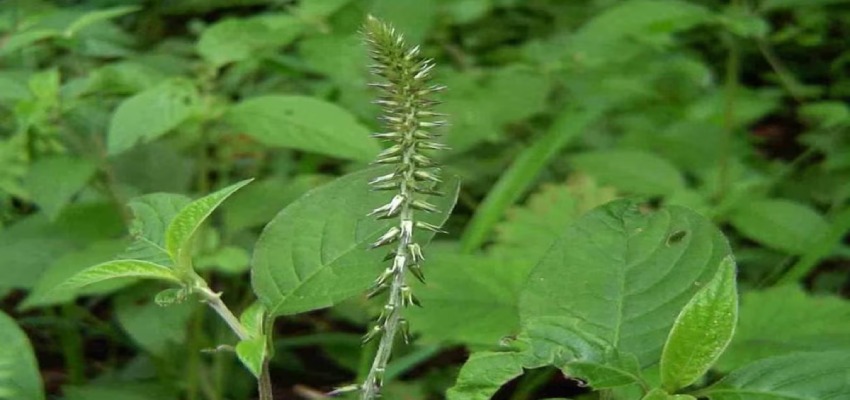 Potential-uses-of-apamarga-plant