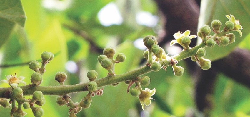 Semecarpus-anacardium