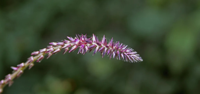 Side-effects-of-apamarga-plant