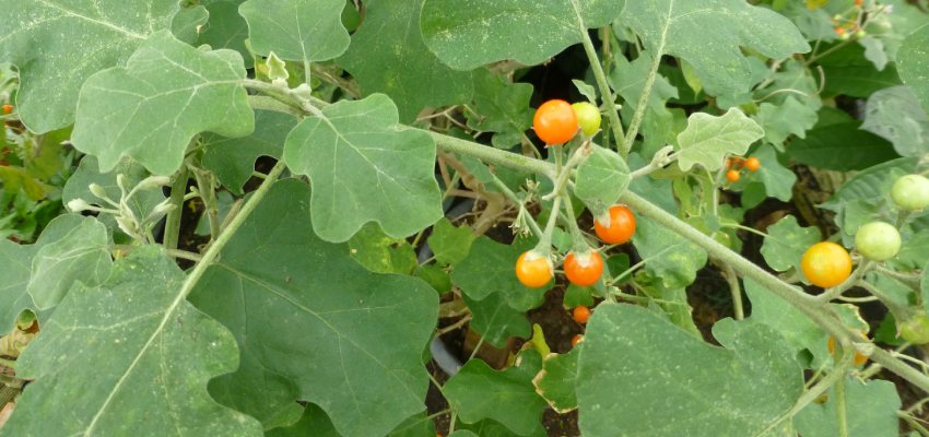 Physical-Properties-Of-Solanum-Indicum