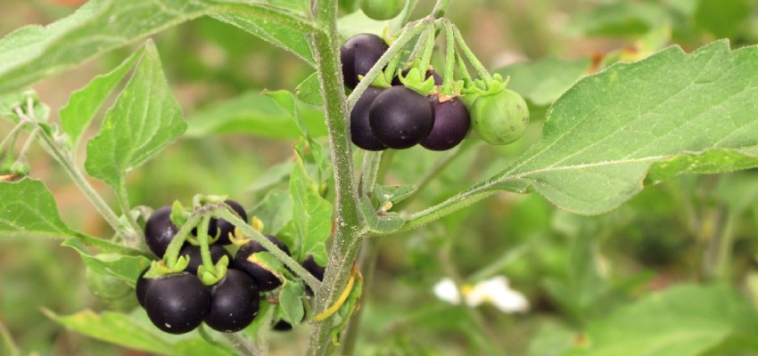 Side-Effects-Of-Solanum-Indicum