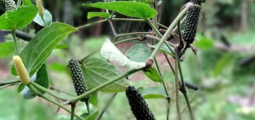 Medicinal-properties-of-piper-chaba-plant