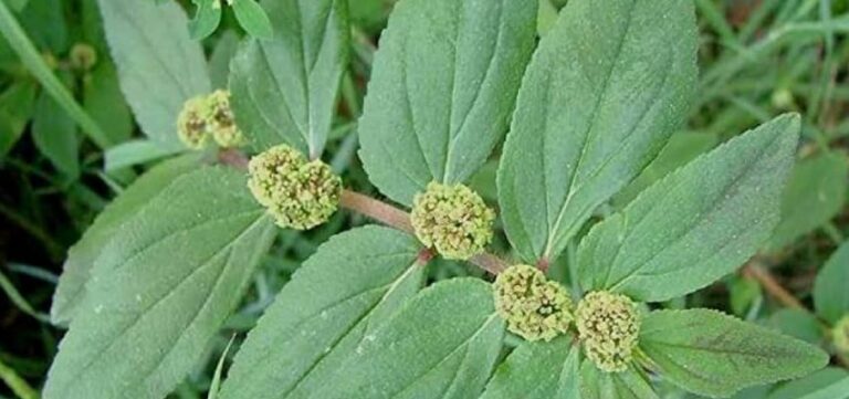 Dudhi Plant: Scientific Name, Uses and More to know - PlanMyMedical