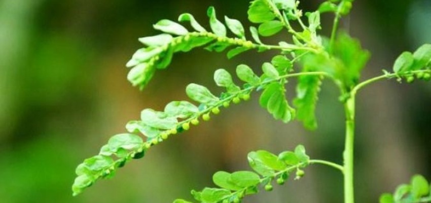 Main medicinal properties of bhumi amla