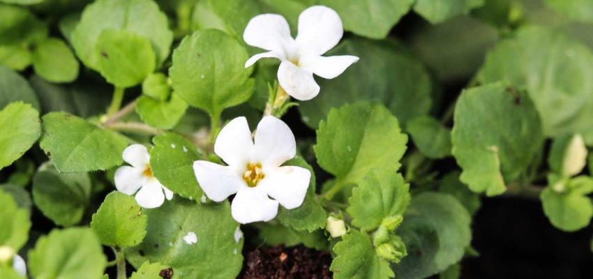 Main properties of brahmi