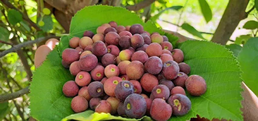 Indian Sherbet berry