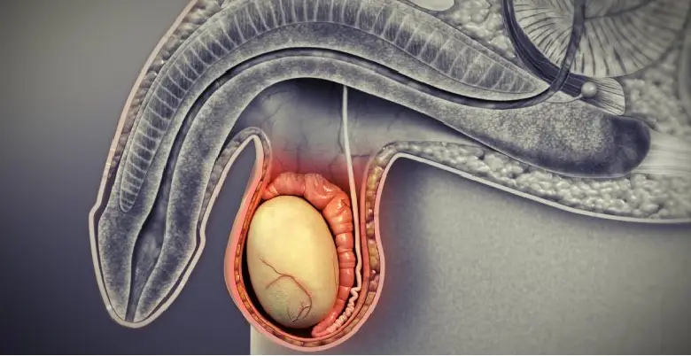 Human Testis Introduction