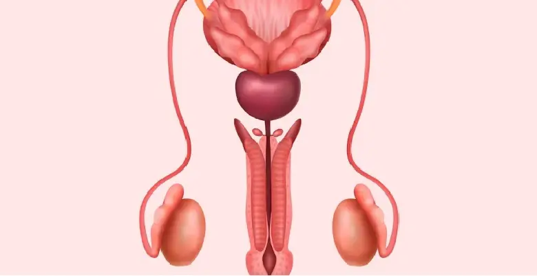 Human Testis Industry in India