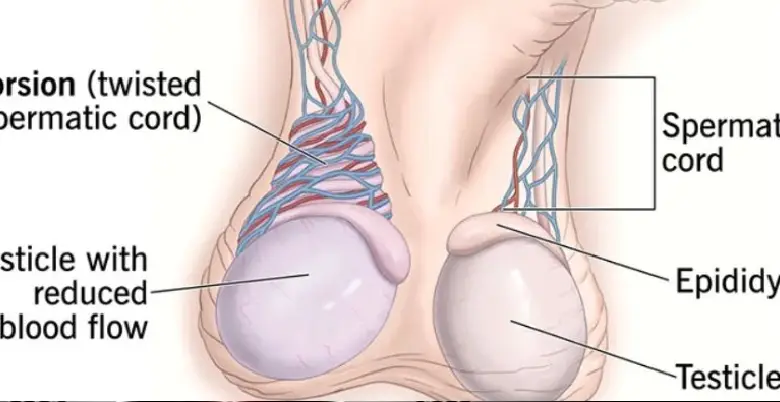 Networks for the Illicit Trade in Organs