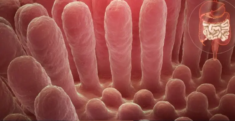 Celiac disease progression