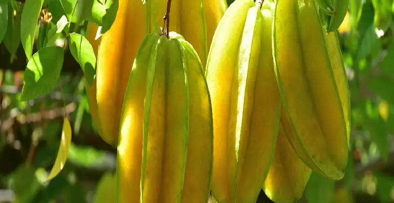 star fruit kitini matra me khana chahiye 