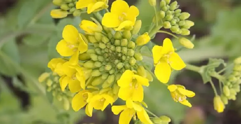 Brassica campestris kaha milta hai 