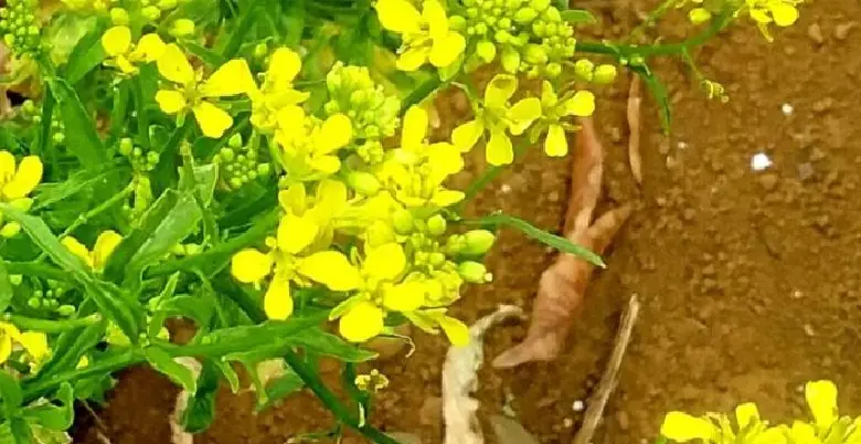 Brassica campestris ke fayede