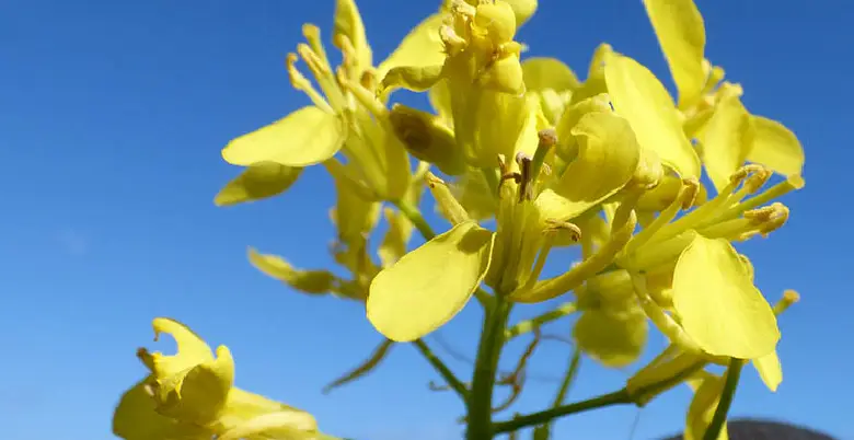 Brassica campestris kab upyog karna chahiye