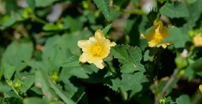 sida cordifolia ke labh kya kya hota hai 