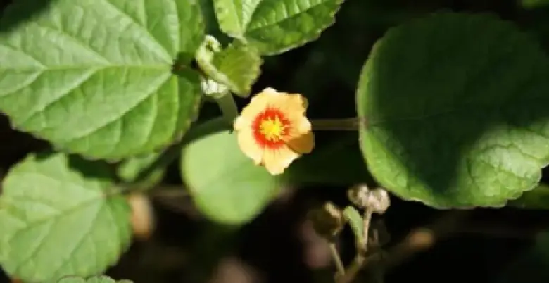 sida cordifolia kaha milta hai 