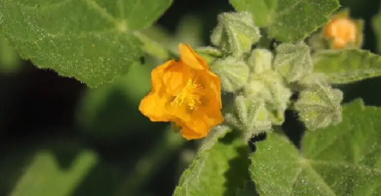 sida cordifolia ka upyog kase kiya jata hai 