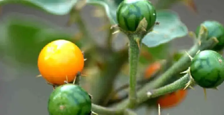 solanum indicum ko khane ke tarike 