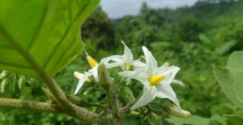 solnaum indicum ka podha kaha milta hai 