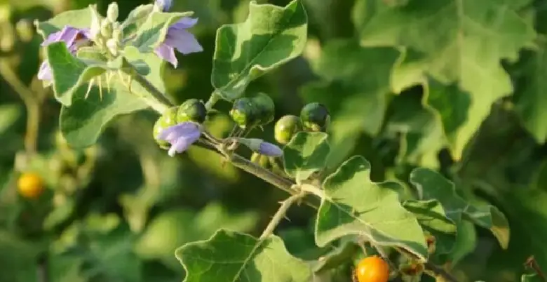 solanum Indicum ka upyog kase kiya jata hai