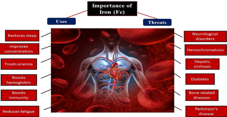 Role of iron in the human body.