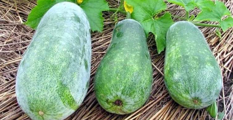 Bottle gourd benefits and uses 