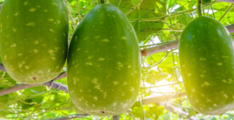 medicinal properties of bottle gourd 